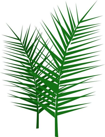 Palme